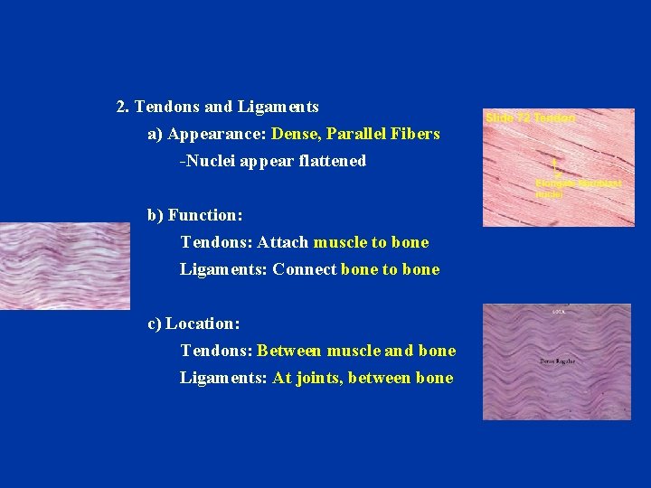 2. Tendons and Ligaments a) Appearance: Dense, Parallel Fibers -Nuclei appear flattened b) Function: