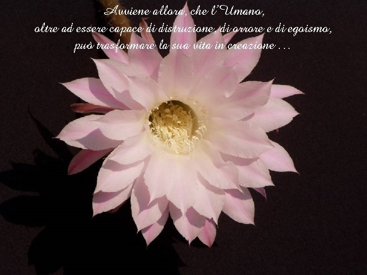 Avviene allora, che l’Umano, oltre ad essere capace di distruzione, di orrore e di