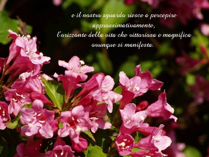 e il nostro sguardo riesce a percepire approssimativamente, l’orizzonte della vita che vittoriosa e