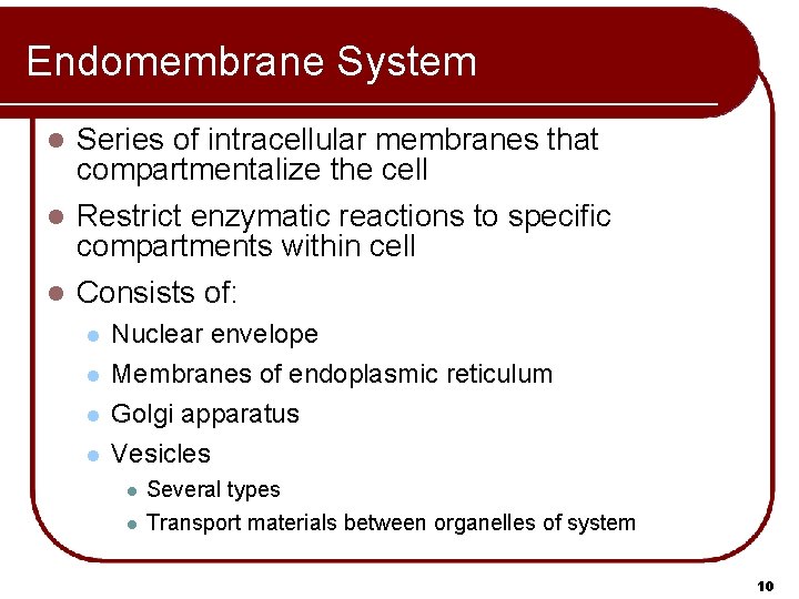 Endomembrane System Series of intracellular membranes that compartmentalize the cell l Restrict enzymatic reactions