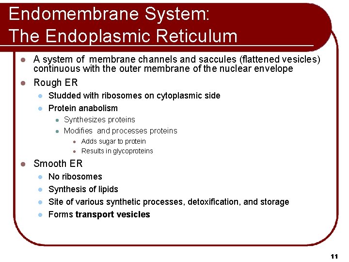 Endomembrane System: The Endoplasmic Reticulum A system of membrane channels and saccules (flattened vesicles)