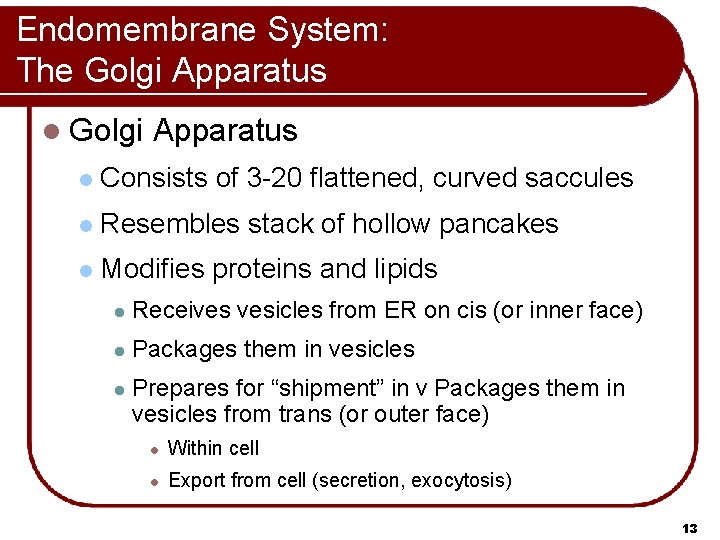 Endomembrane System: The Golgi Apparatus l Consists of 3 -20 flattened, curved saccules l