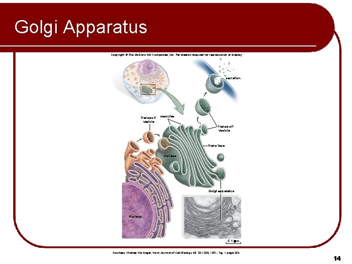 Golgi Apparatus Copyright © The Mc. Graw-Hill Companies, Inc. Permission required for reproduction or