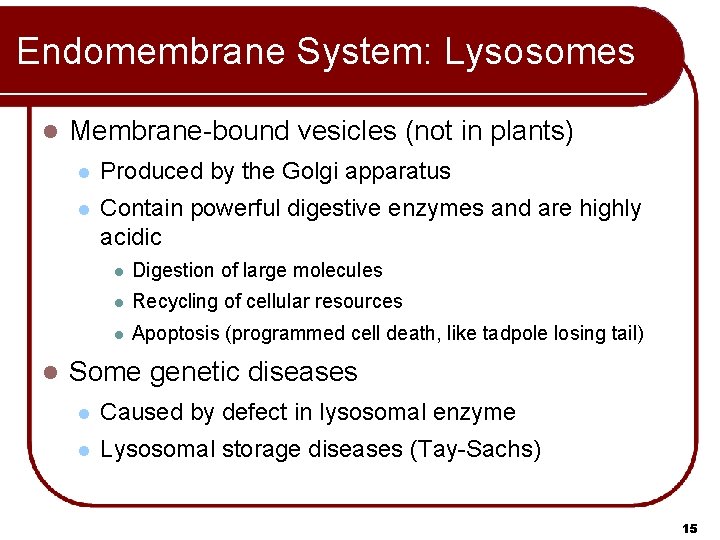 Endomembrane System: Lysosomes l l Membrane-bound vesicles (not in plants) l Produced by the