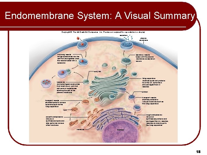 Endomembrane System: A Visual Summary Copyright © The Mc. Graw-Hill Companies, Inc. Permission required