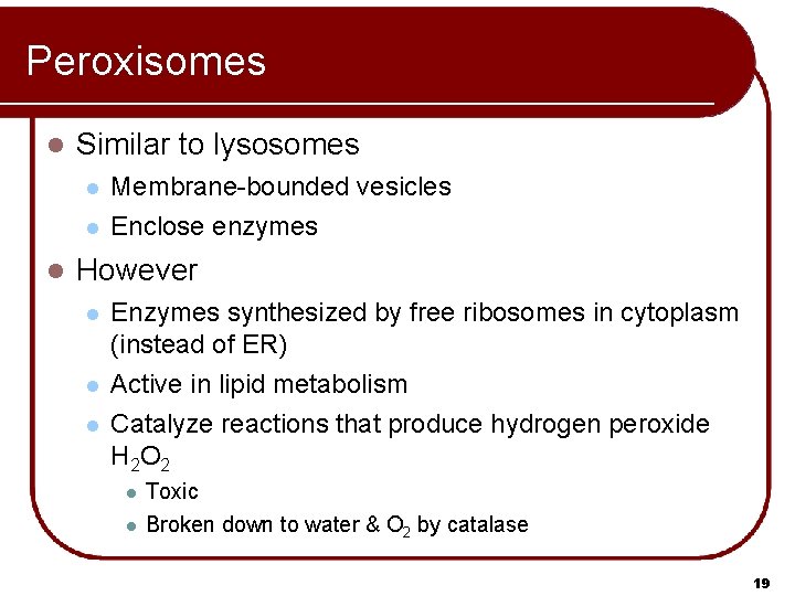 Peroxisomes l Similar to lysosomes l l l Membrane-bounded vesicles Enclose enzymes However l