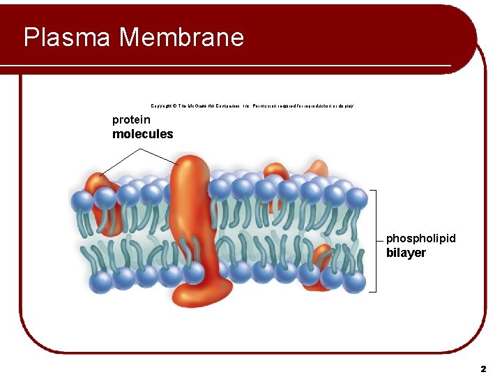 Plasma Membrane Copyright © The Mc. Graw-Hill Companies, Inc. Permission required for reproduction or