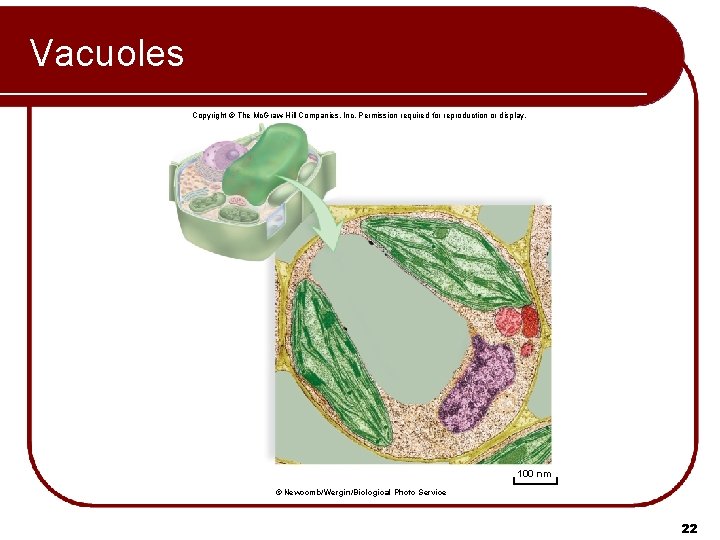 Vacuoles Copyright © The Mc. Graw-Hill Companies, Inc. Permission required for reproduction or display.