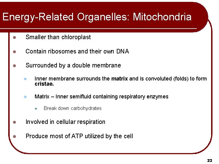 Energy-Related Organelles: Mitochondria l Smaller than chloroplast l Contain ribosomes and their own DNA