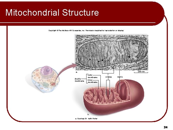 Mitochondrial Structure Copyright © The Mc. Graw-Hill Companies, Inc. Permission required for reproduction or