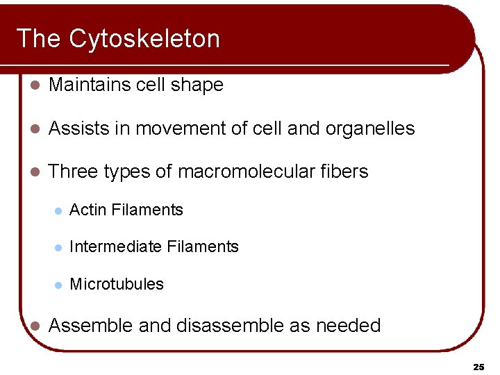 The Cytoskeleton l Maintains cell shape l Assists in movement of cell and organelles