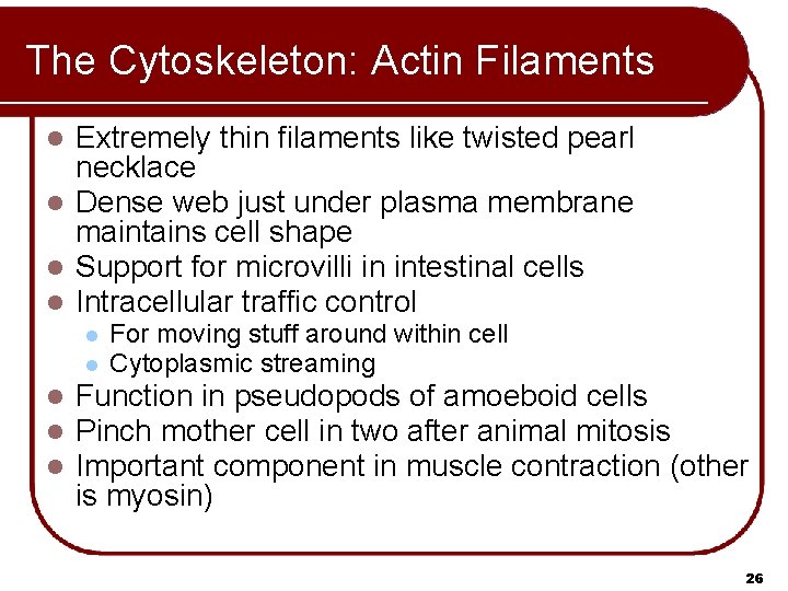 The Cytoskeleton: Actin Filaments Extremely thin filaments like twisted pearl necklace l Dense web
