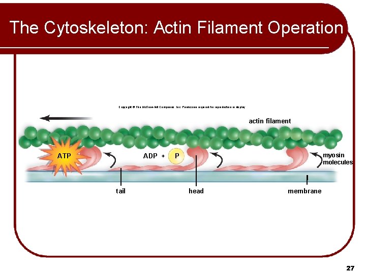 The Cytoskeleton: Actin Filament Operation Copyright © The Mc. Graw-Hill Companies, Inc. Permission required