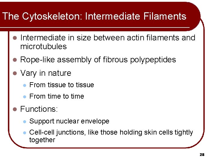 The Cytoskeleton: Intermediate Filaments l Intermediate in size between actin filaments and microtubules l