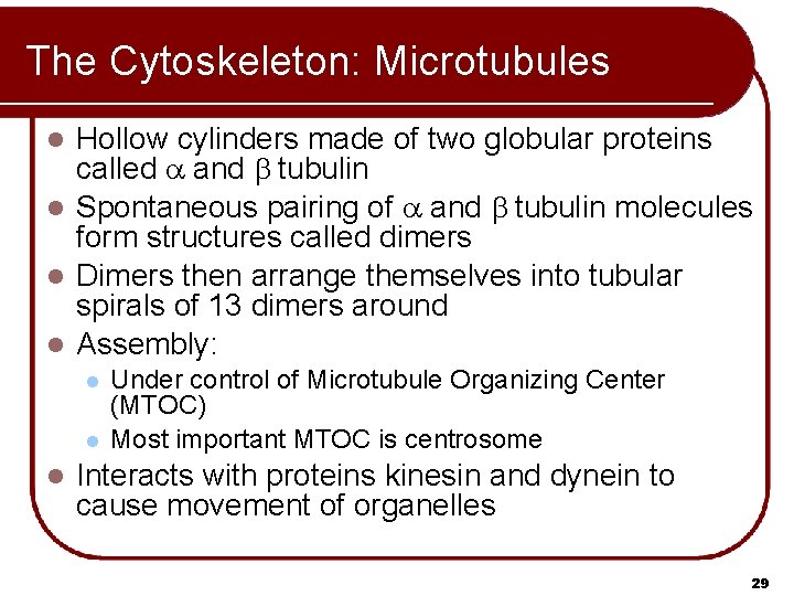 The Cytoskeleton: Microtubules Hollow cylinders made of two globular proteins called a and b