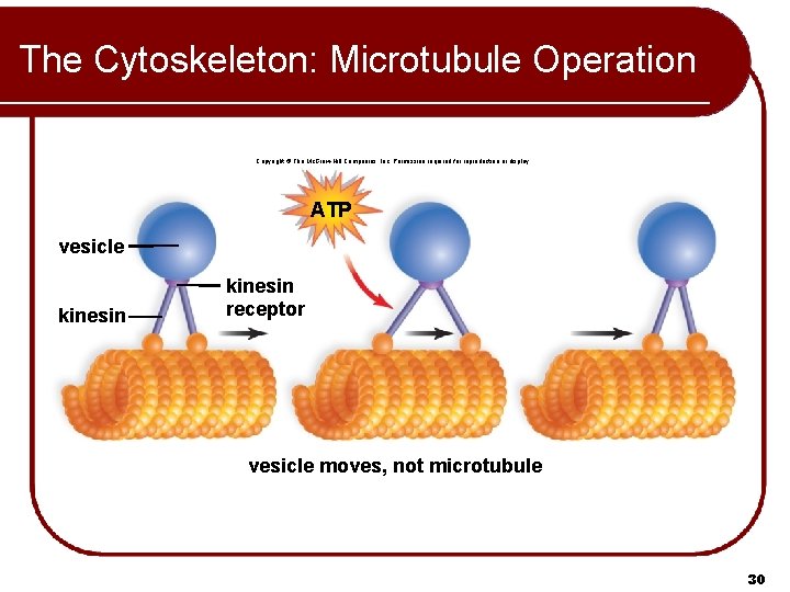 The Cytoskeleton: Microtubule Operation Copyright © The Mc. Graw-Hill Companies, Inc. Permission required for