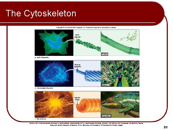 The Cytoskeleton Copyright © The Mc. Graw-Hill Companies, Inc. Permission required for reproduction or