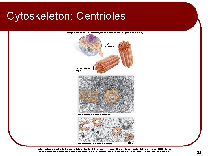 Cytoskeleton: Centrioles Copyright © The Mc. Graw-Hill Companies, Inc. Permission required for reproduction or