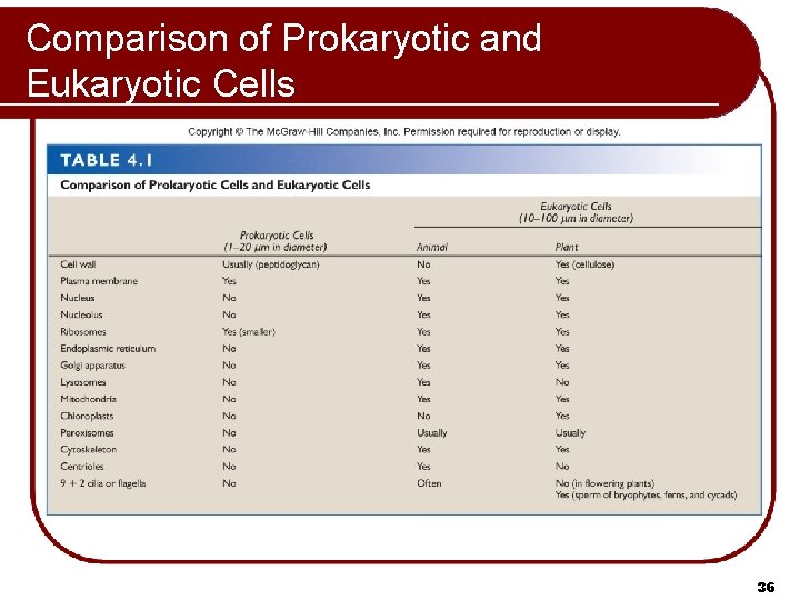 Comparison of Prokaryotic and Eukaryotic Cells 36 