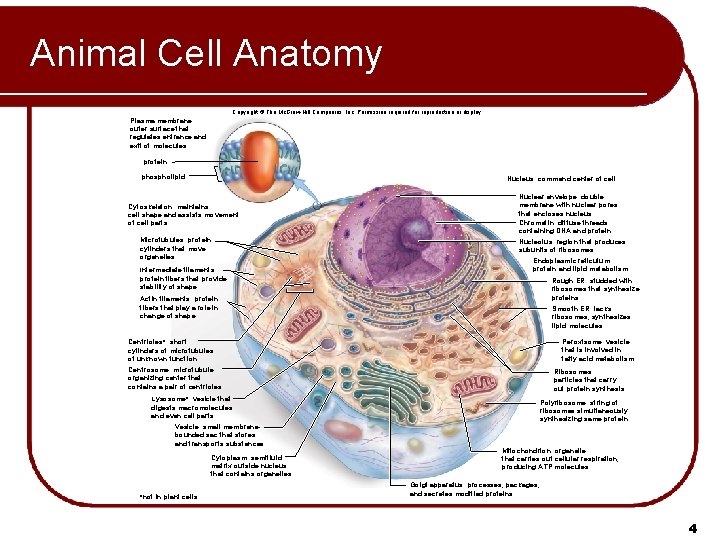 Animal Cell Anatomy Copyright © The Mc. Graw-Hill Companies, Inc. Permission required for reproduction