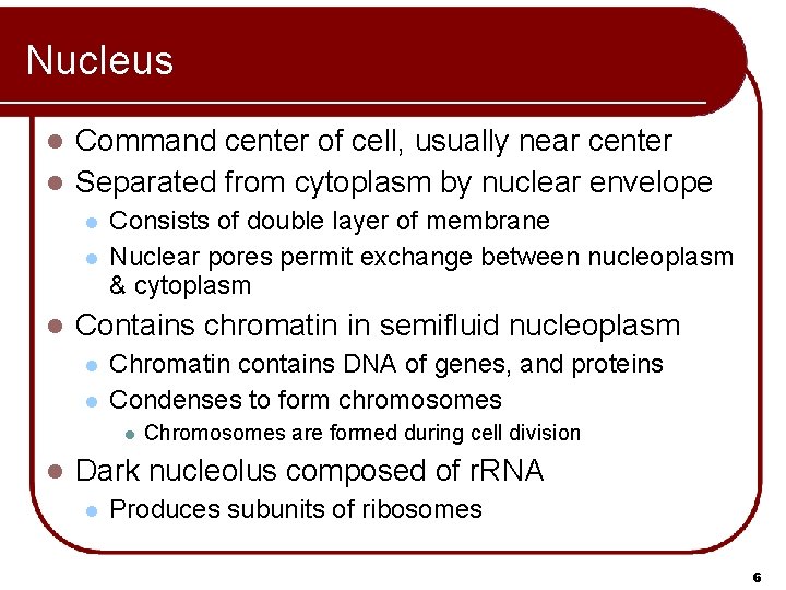 Nucleus Command center of cell, usually near center l Separated from cytoplasm by nuclear