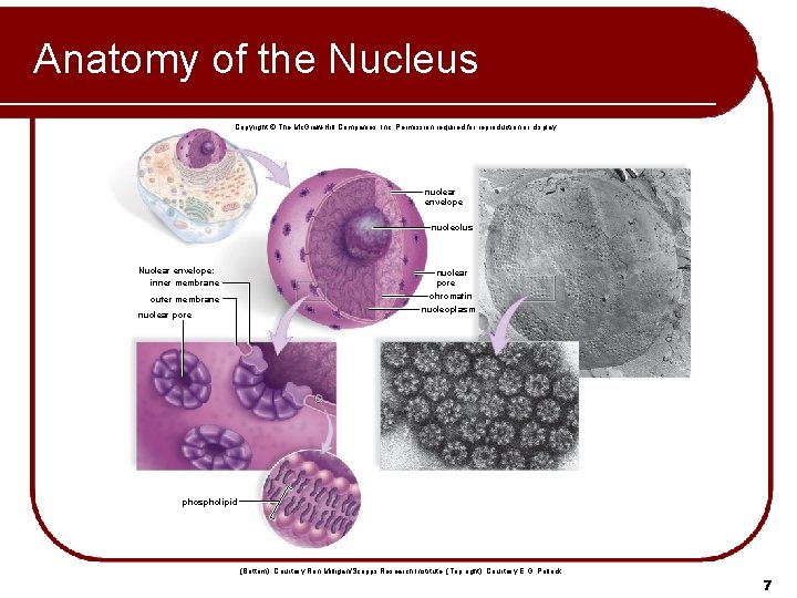 Anatomy of the Nucleus Copyright © The Mc. Graw-Hill Companies, Inc. Permission required for