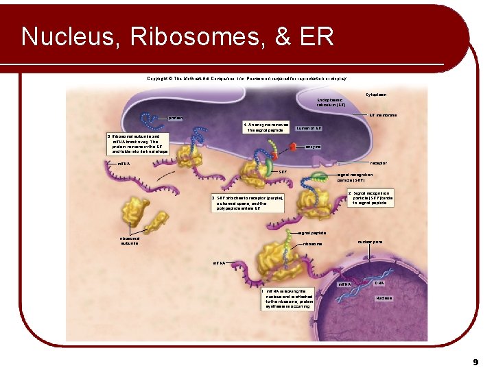 Nucleus, Ribosomes, & ER Copyright © The Mc. Graw-Hill Companies, Inc. Permission required for