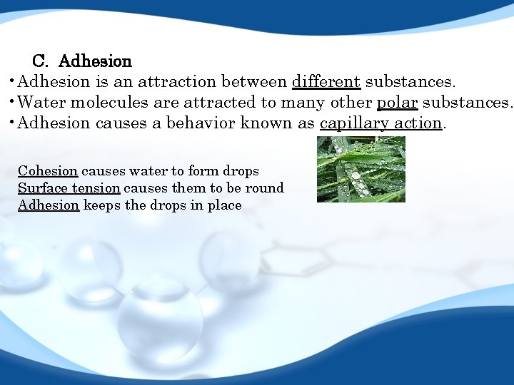 C. Adhesion • Adhesion is an attraction between different substances. • Water molecules are