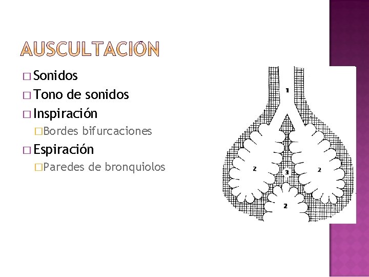 � Sonidos � Tono de sonidos � Inspiración �Bordes bifurcaciones � Espiración �Paredes de