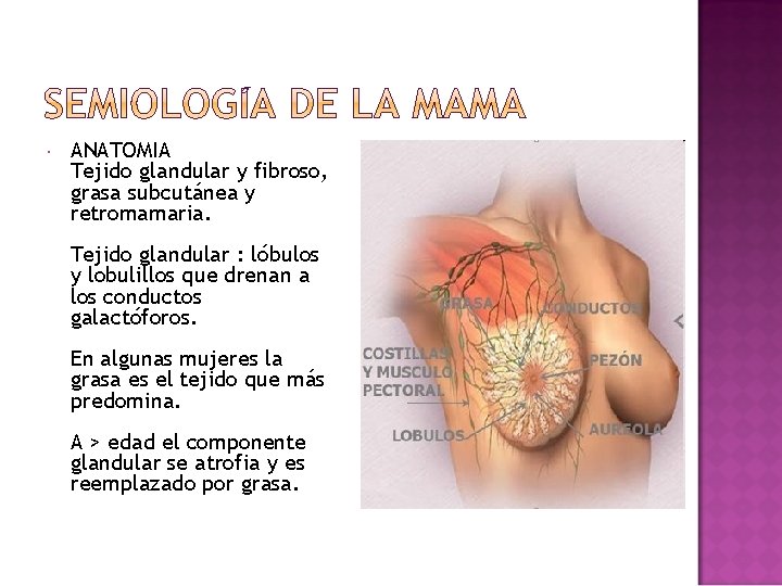  ANATOMIA Tejido glandular y fibroso, grasa subcutánea y retromamaria. Tejido glandular : lóbulos