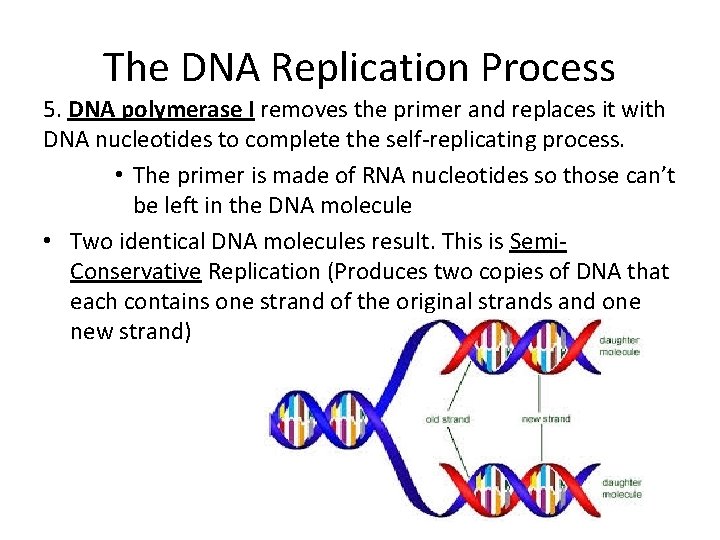The DNA Replication Process 5. DNA polymerase I removes the primer and replaces it