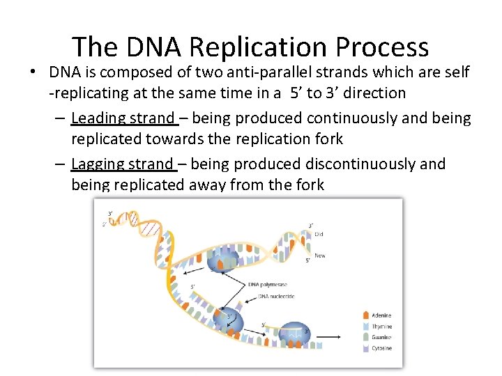 The DNA Replication Process • DNA is composed of two anti-parallel strands which are