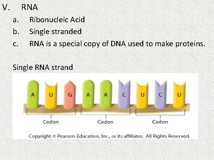 V. RNA a. b. c. Ribonucleic Acid Single stranded RNA is a special copy