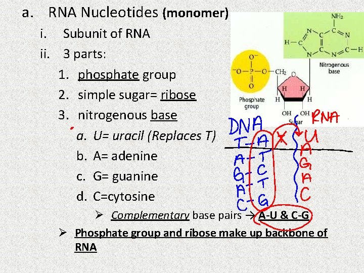 a. RNA Nucleotides (monomer) i. Subunit of RNA ii. 3 parts: 1. phosphate group