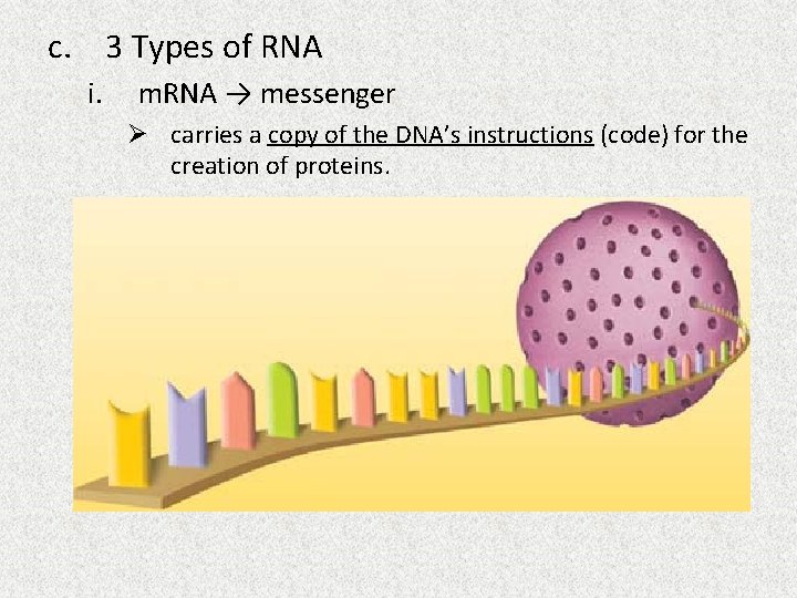 c. 3 Types of RNA i. m. RNA → messenger Ø carries a copy