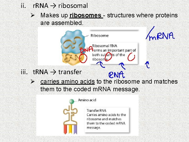 ii. r. RNA → ribosomal Ø Makes up ribosomes - structures where proteins are