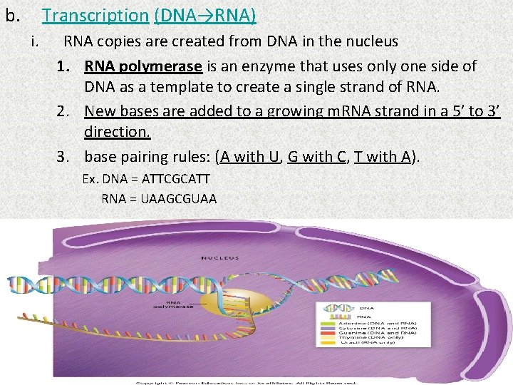 b. Transcription (DNA→RNA) i. RNA copies are created from DNA in the nucleus 1.