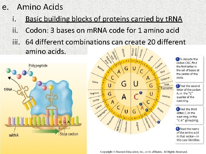 e. Amino Acids i. Basic building blocks of proteins carried by t. RNA ii.