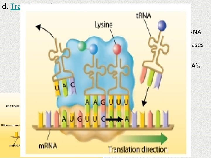 d. Translation (m. RNA → proteins) i. Converting m. RNA into amino acids then