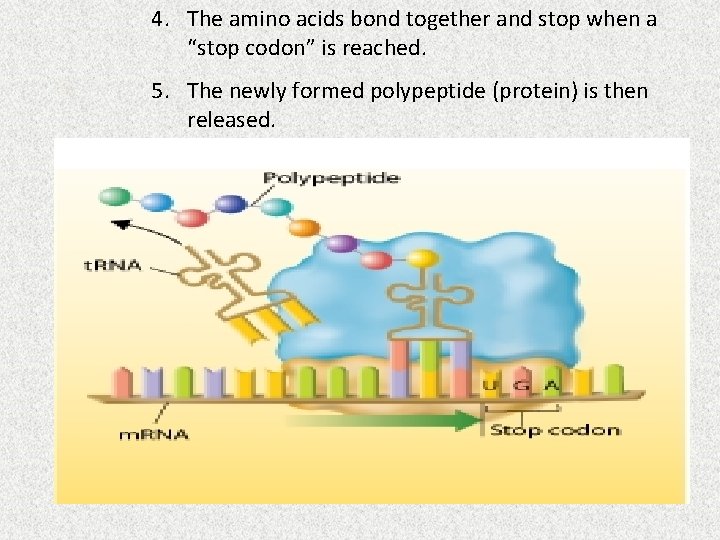 4. The amino acids bond together and stop when a “stop codon” is reached.
