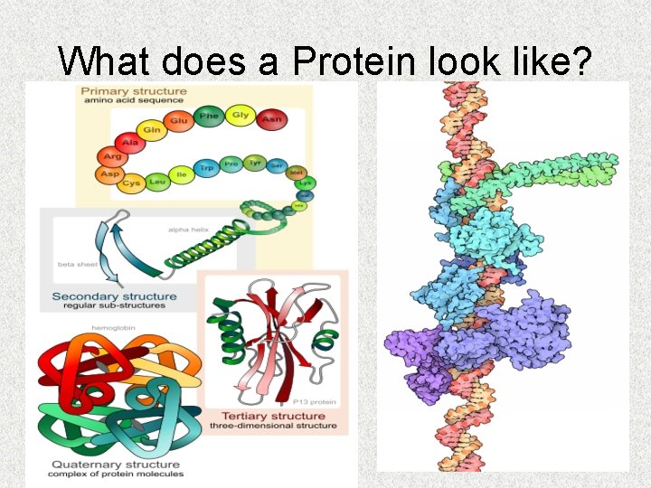 What does a Protein look like? 