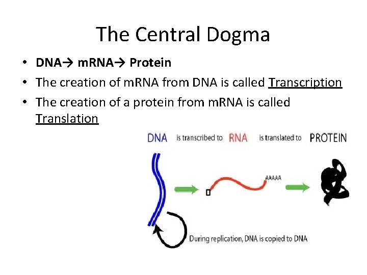 The Central Dogma • DNA→ m. RNA→ Protein • The creation of m. RNA