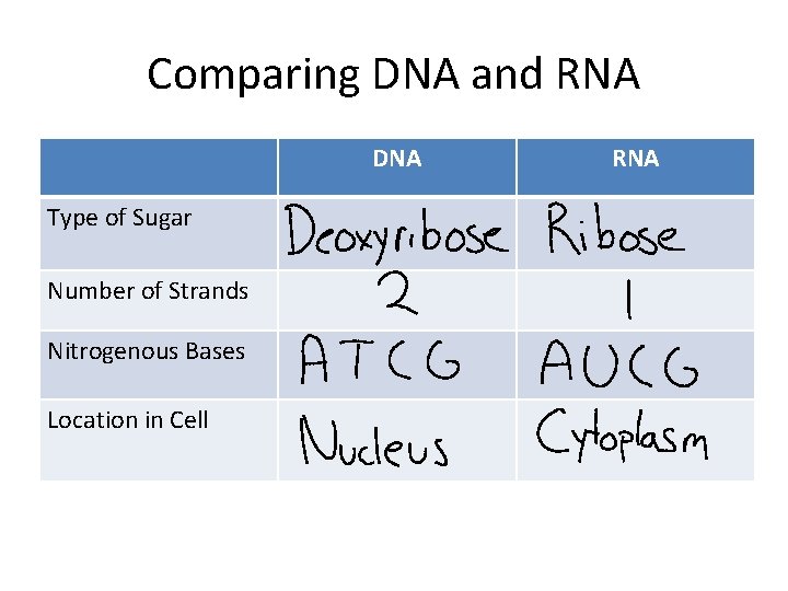 Comparing DNA and RNA DNA Type of Sugar Number of Strands Nitrogenous Bases Location