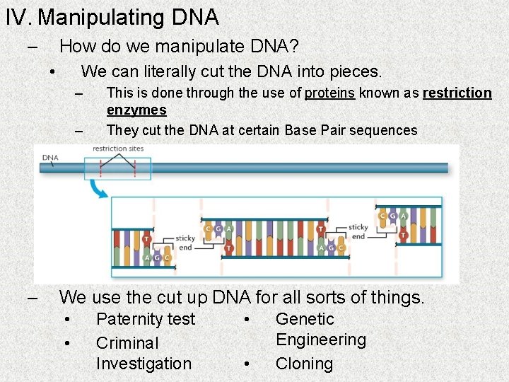 IV. Manipulating DNA – How do we manipulate DNA? • We can literally cut