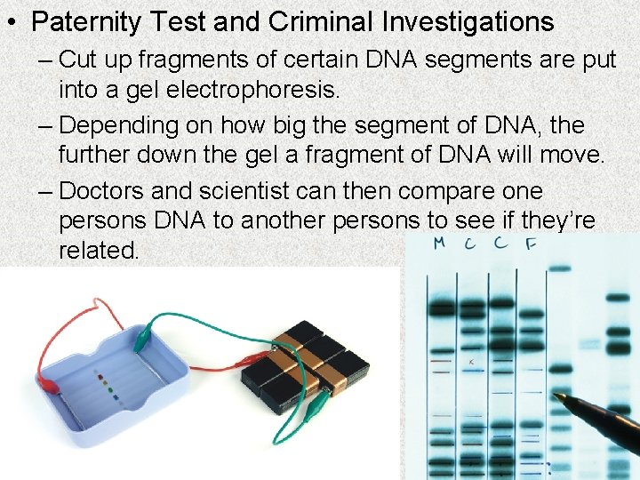  • Paternity Test and Criminal Investigations – Cut up fragments of certain DNA