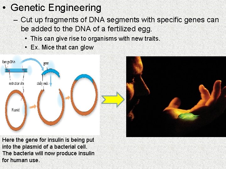  • Genetic Engineering – Cut up fragments of DNA segments with specific genes