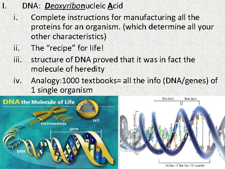 I. DNA: Deoxyribonucleic Acid i. Complete instructions for manufacturing all the proteins for an