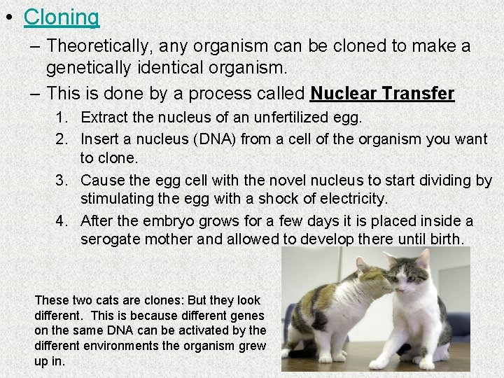  • Cloning – Theoretically, any organism can be cloned to make a genetically