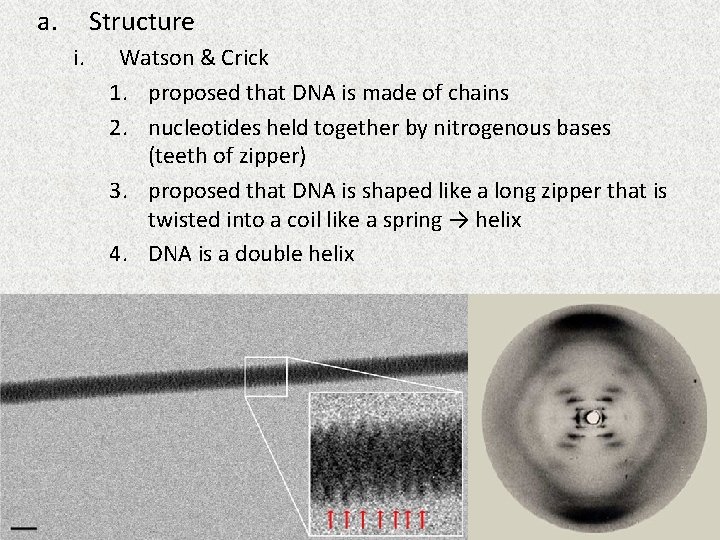 a. Structure i. Watson & Crick 1. proposed that DNA is made of chains