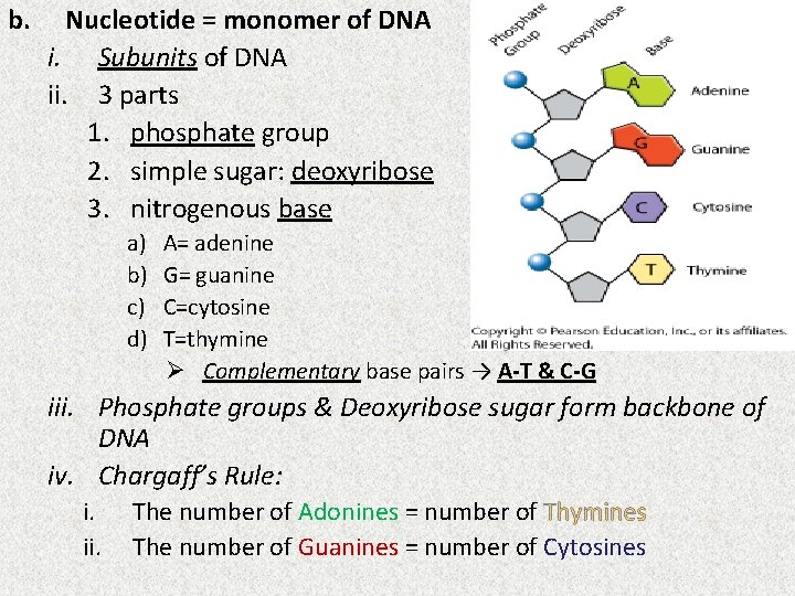 b. Nucleotide = monomer of DNA i. Subunits of DNA ii. 3 parts 1.